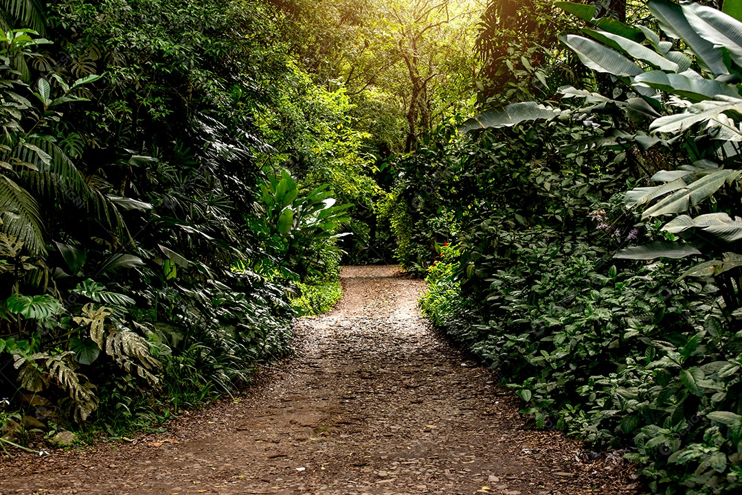 Estrada na floresta brasileira, parque Witeck no Brasil