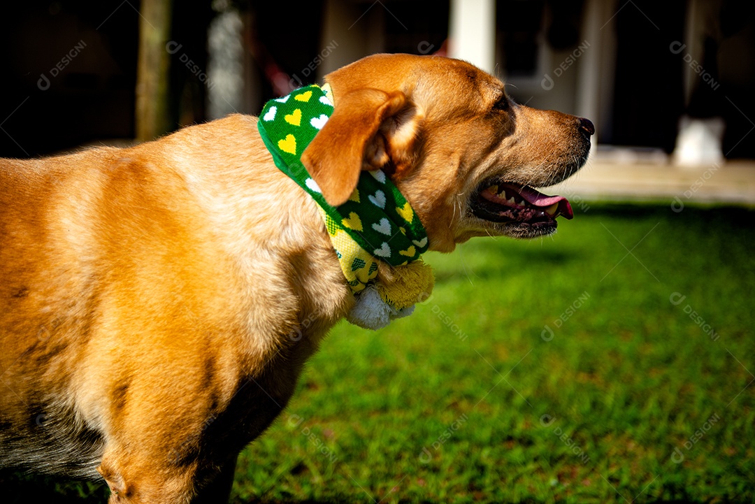 Cachorro peludo andando sobre parque