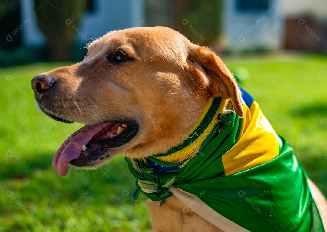 Cachorro peludo andando sobre parque