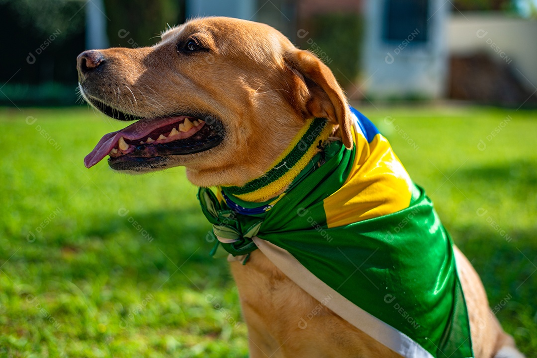 Cachorro peludo andando sobre parque