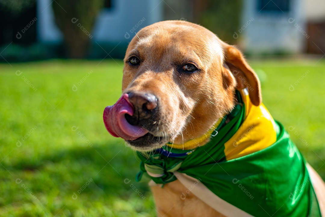 Cachorro peludo andando sobre parque