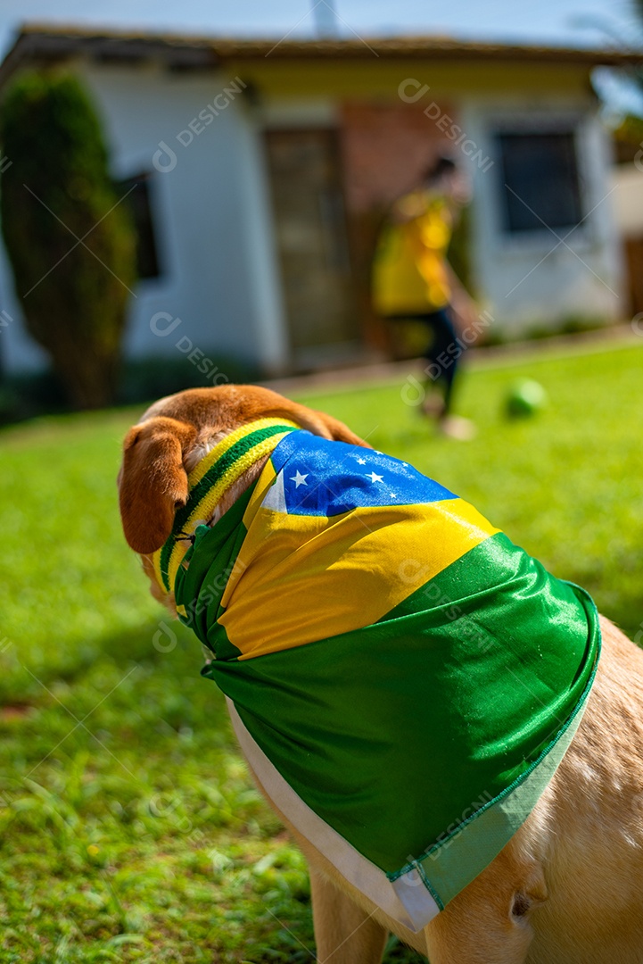 Cachorro peludo andando sobre parque
