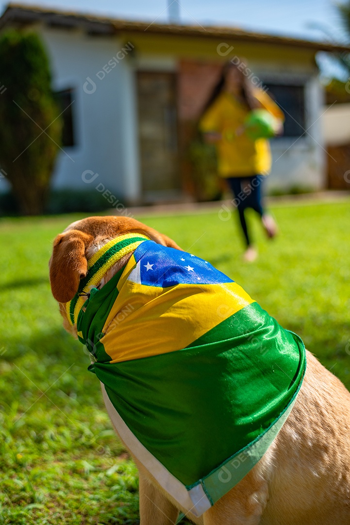 Cachorro peludo andando sobre parque
