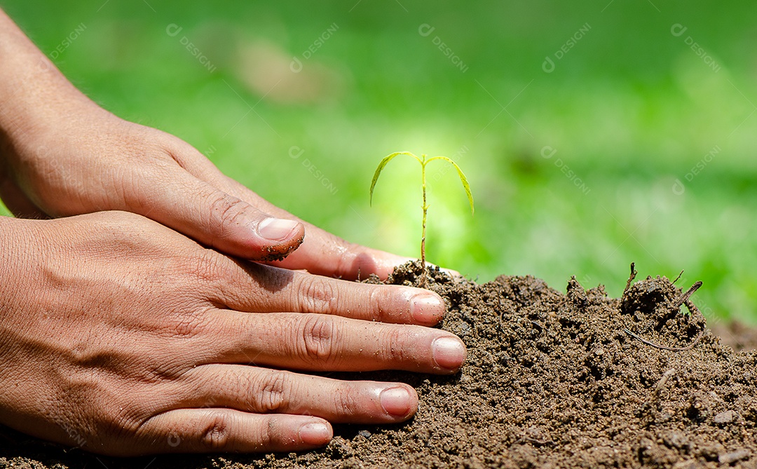 Mãos de pessoa plantando planta sobre floresta selva