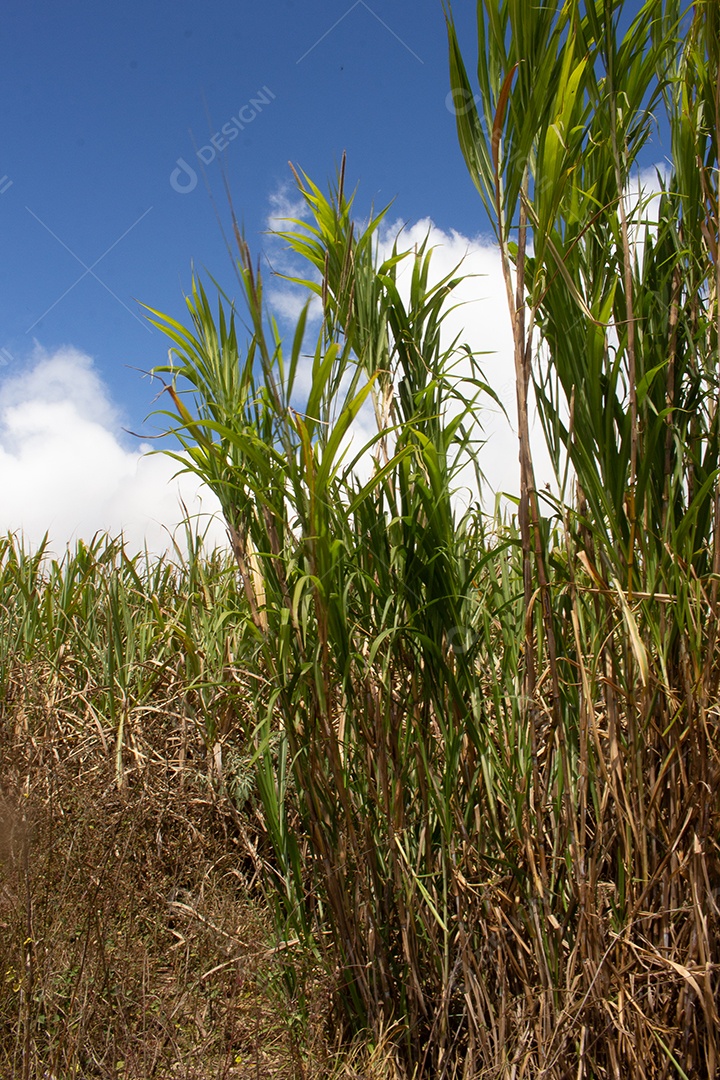 Grande plantação de grama cortada em dia ensolarado