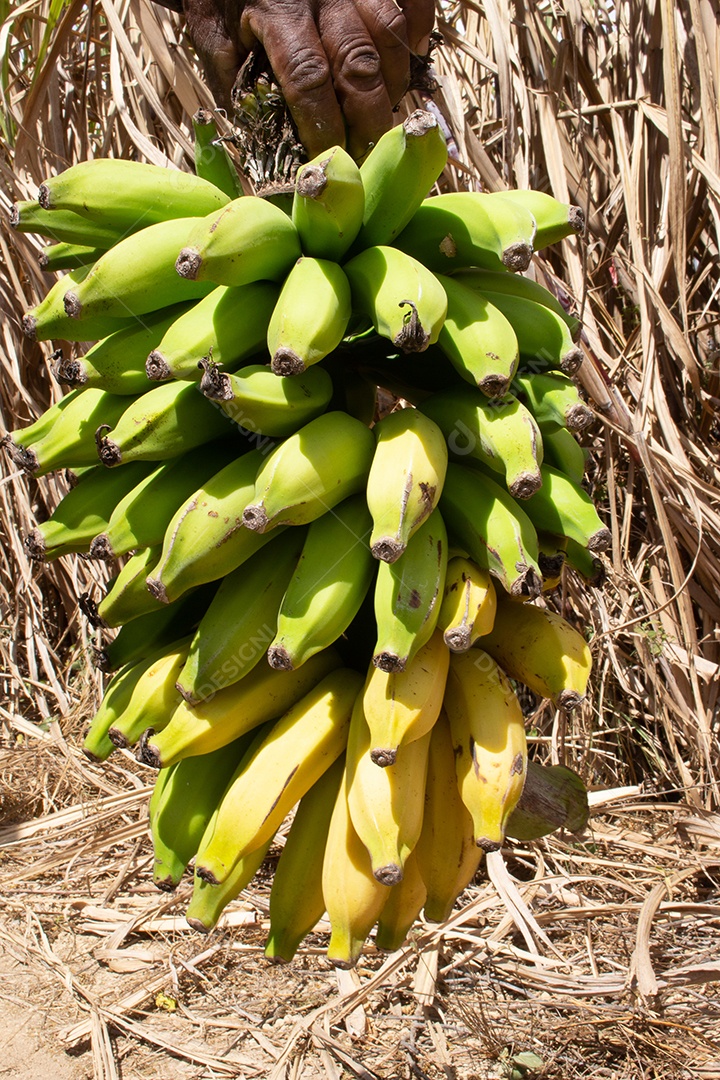 homem segurando um grande cacho de bananas verdes e maduras