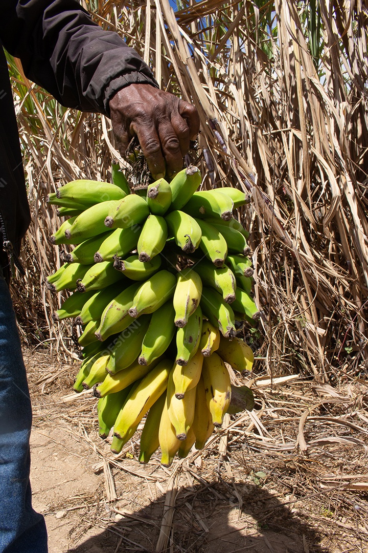 homem segurando um grande cacho de bananas verdes e maduras