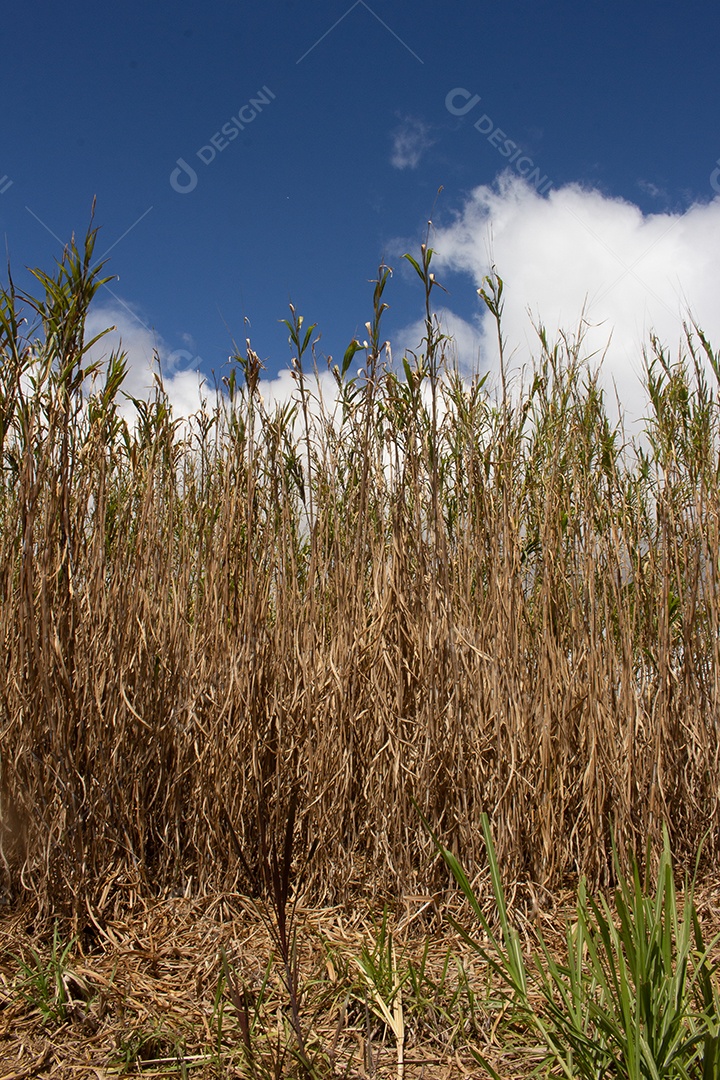 grande plantação de grama cortada em dia ensolarado