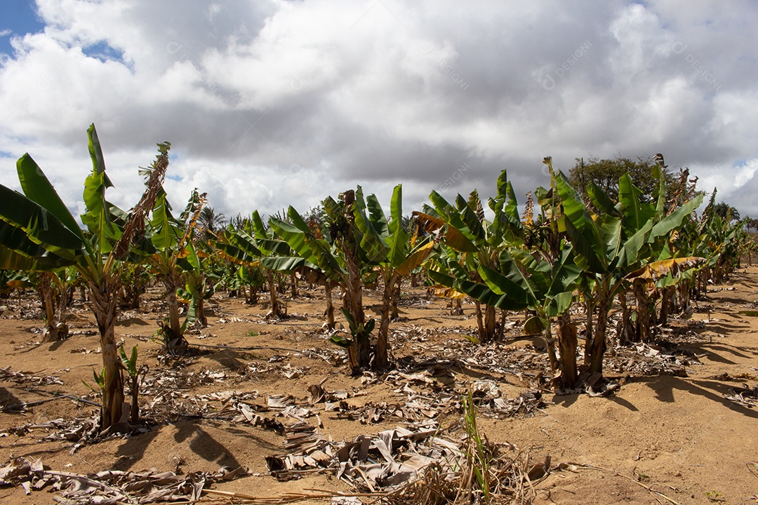 grande plantação de banana em dia seco e ensolarado