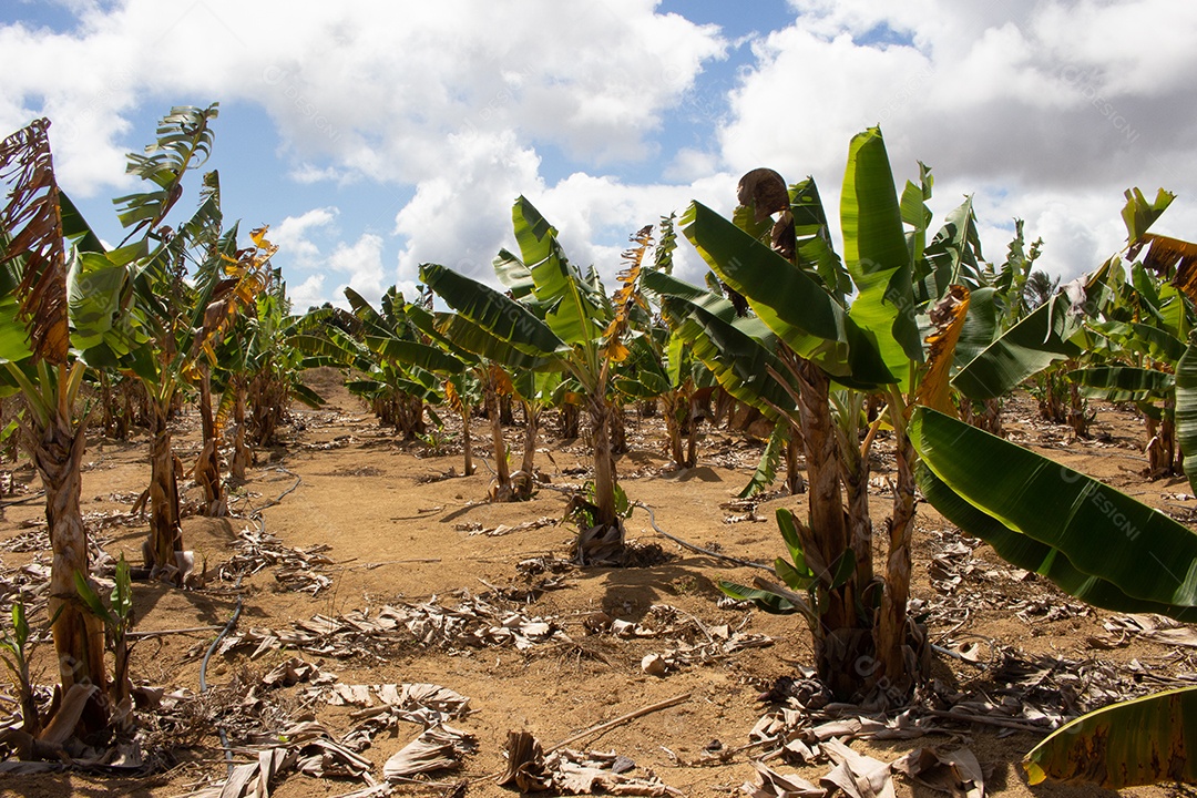 grande plantação de banana em dia seco e ensolarado