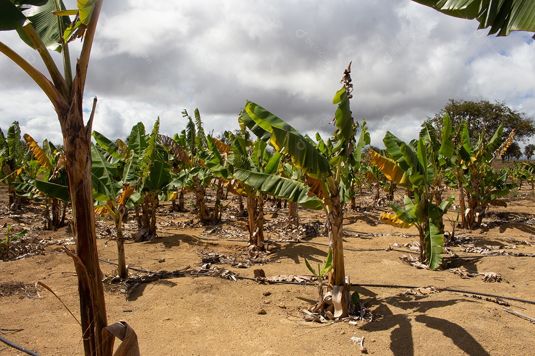 Grande plantação de banana no sistema de irrigação