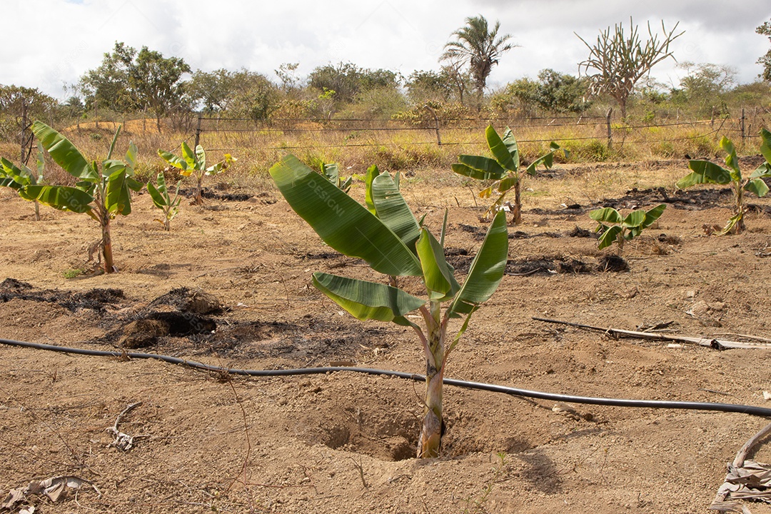 Grande plantação de banana no sistema de irrigação