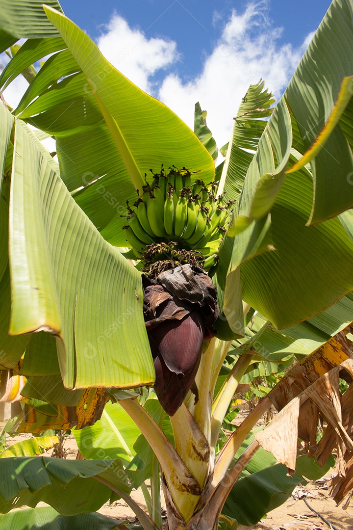 Grande plantação de banana no sistema de irrigação