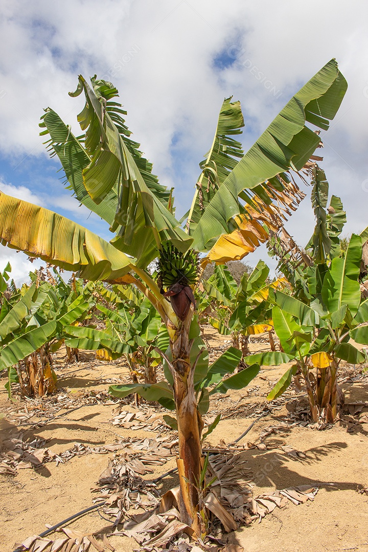 Grande cacho de bananas na árvore