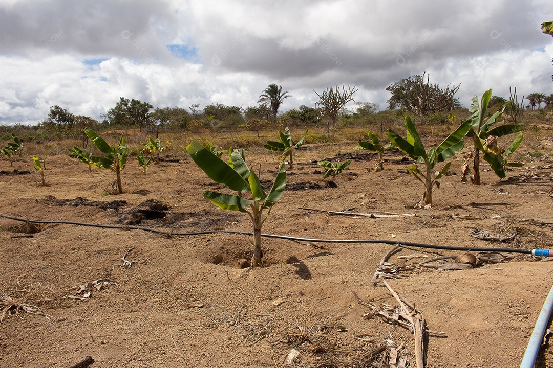 Grande plantação de banana em dia seco e ensolarado