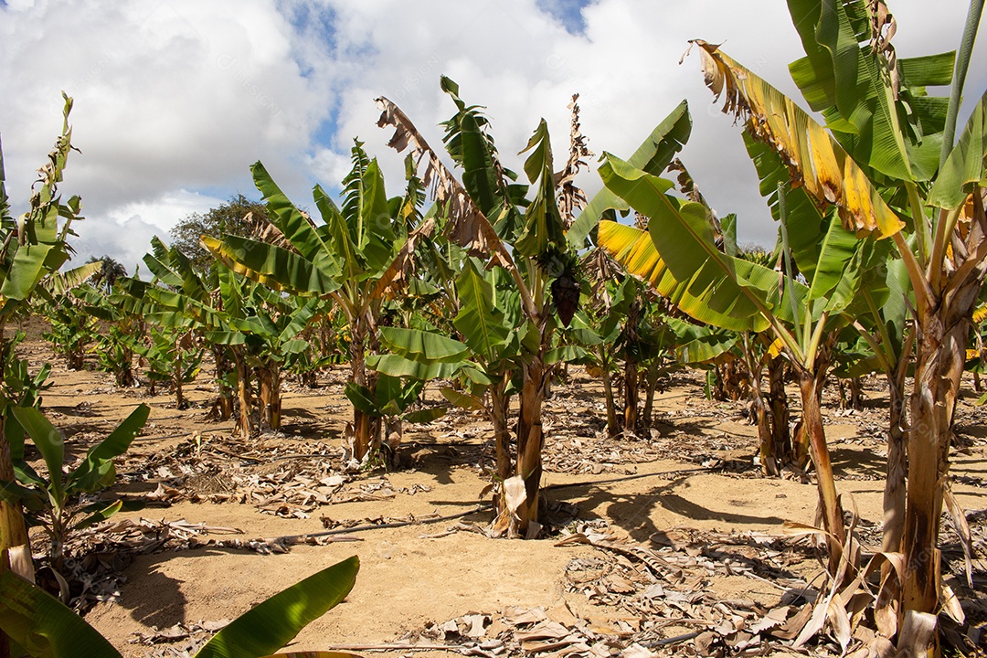 grande plantação de banana em dia seco e ensolarado