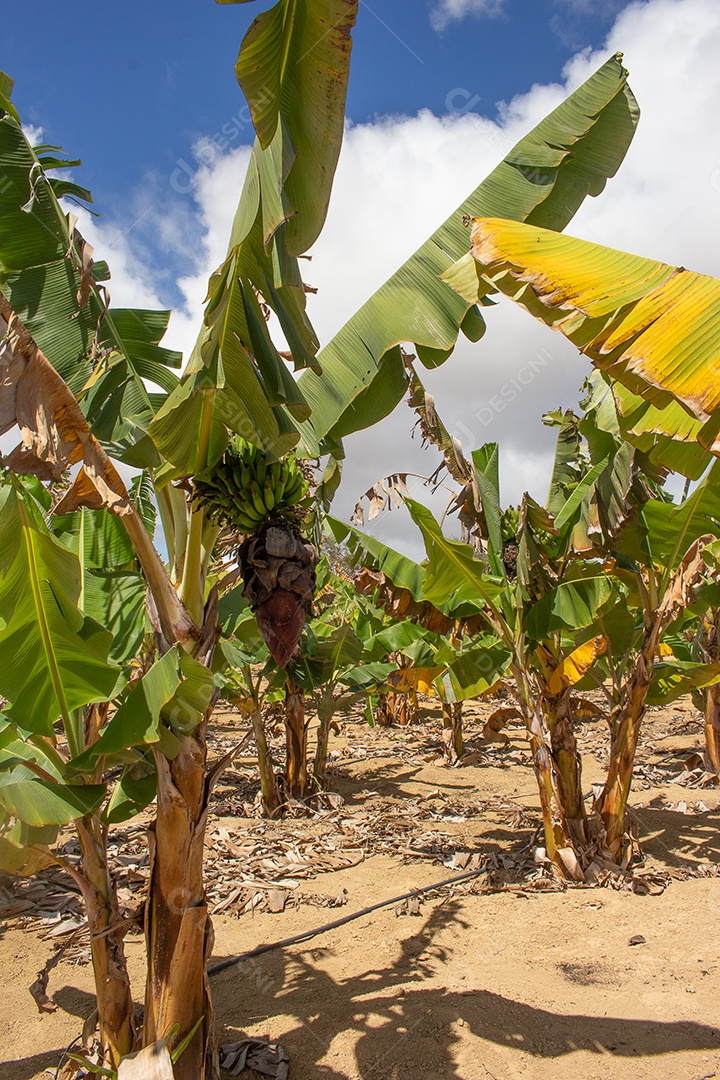 grande plantação de banana em dia seco e ensolarado