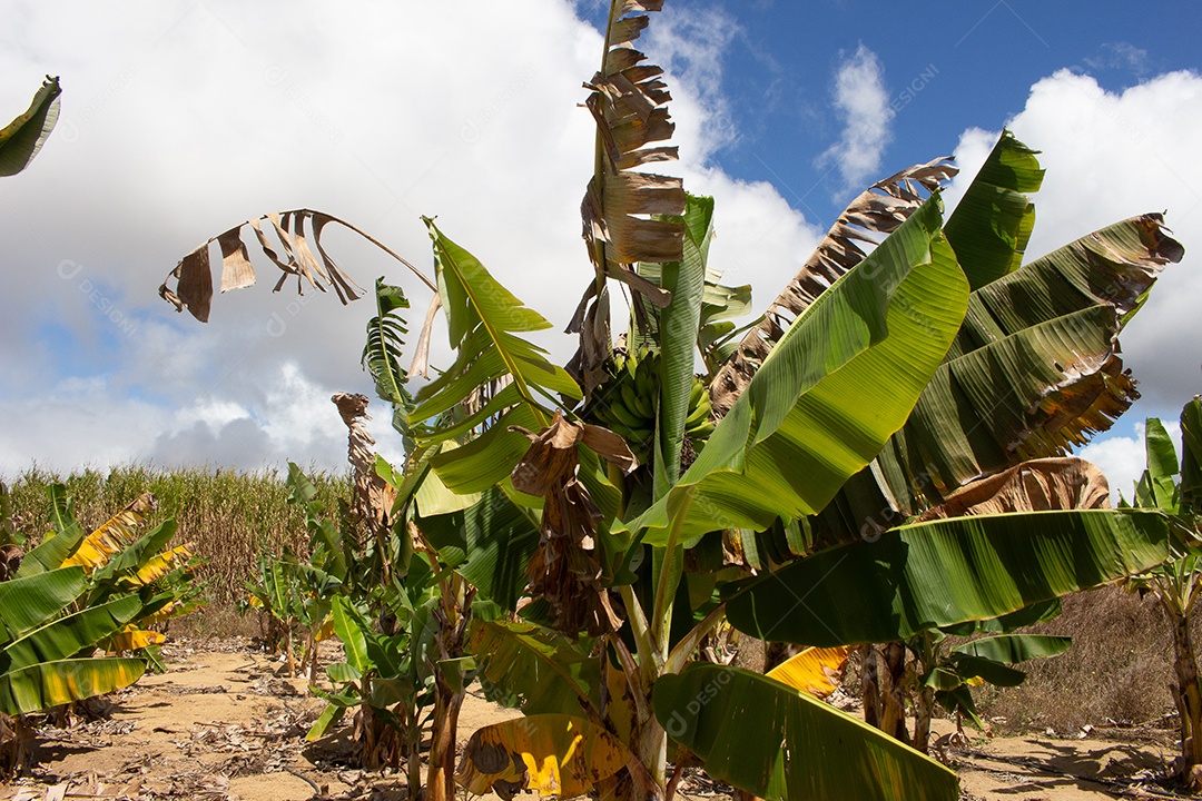 Grande plantação de banana em dia seco e ensolarado