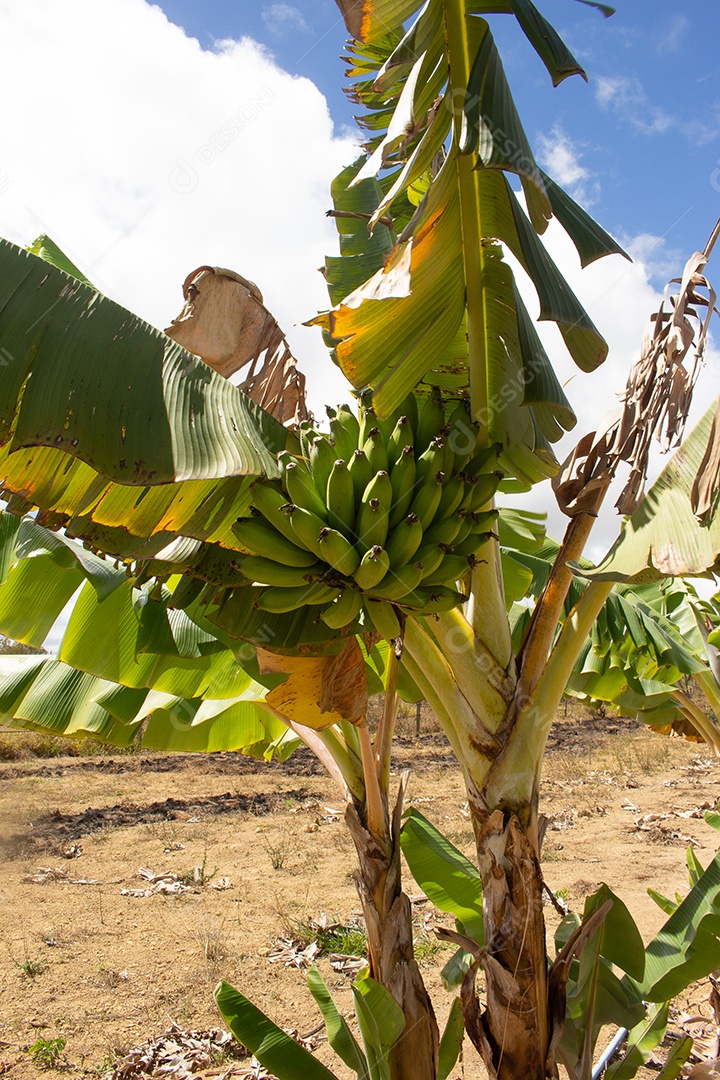 Grande plantação de banana em dia seco e ensolarado