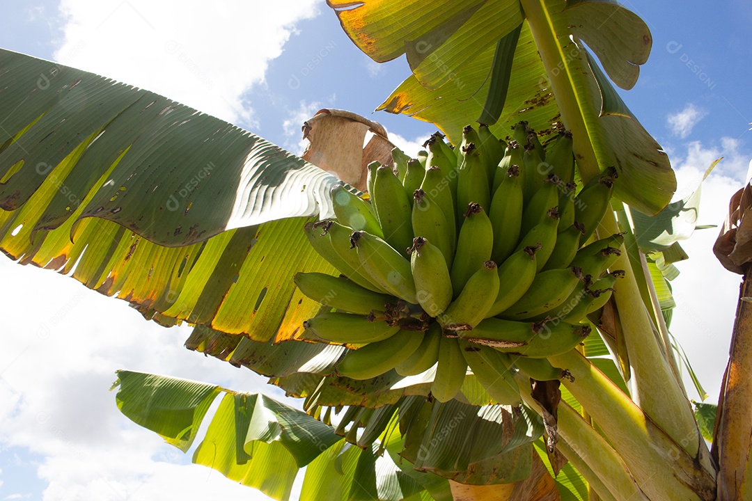 Grande cacho de bananas na árvore