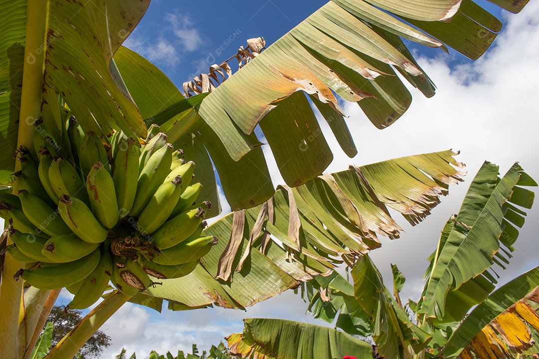 grande cacho de bananas na árvore