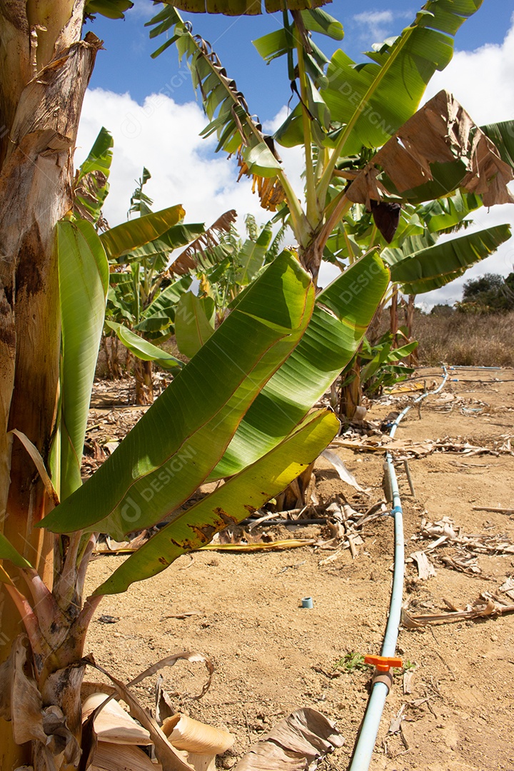 Grande cacho de bananas na árvore