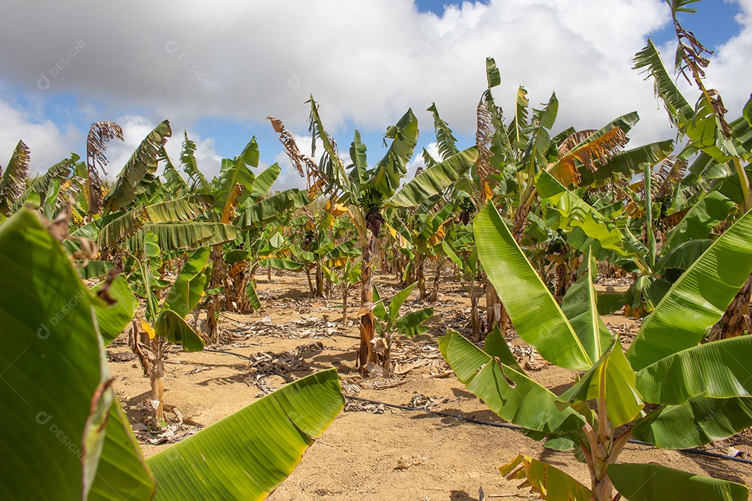 grande plantação de banana no sistema de irrigação