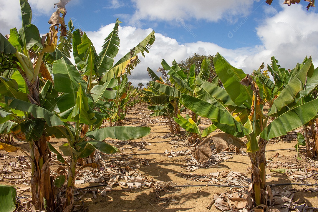 grande plantação de banana em dia seco e ensolarado