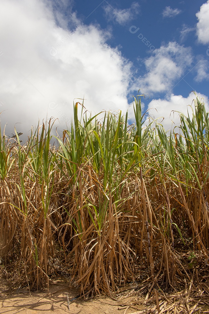 Grande plantação de cana-de-açúcar em dia ensolarado