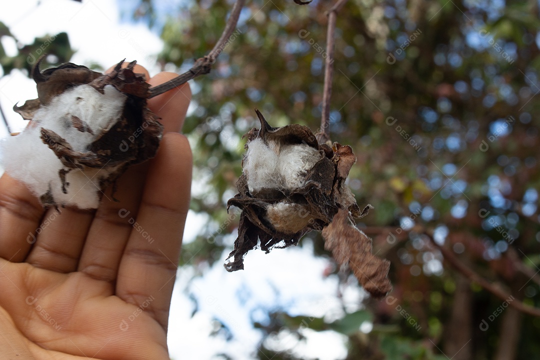 mão segurando uma bola de algodão