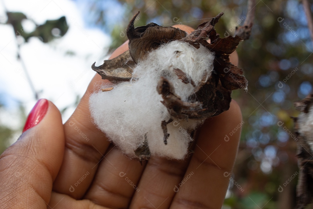 mão segurando uma bola de algodão