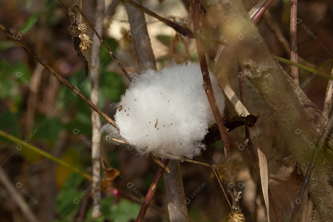 grande bola de algodão no campo