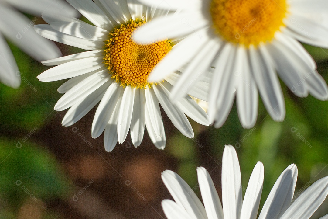 lindo fundo verde cheio de margaridas
