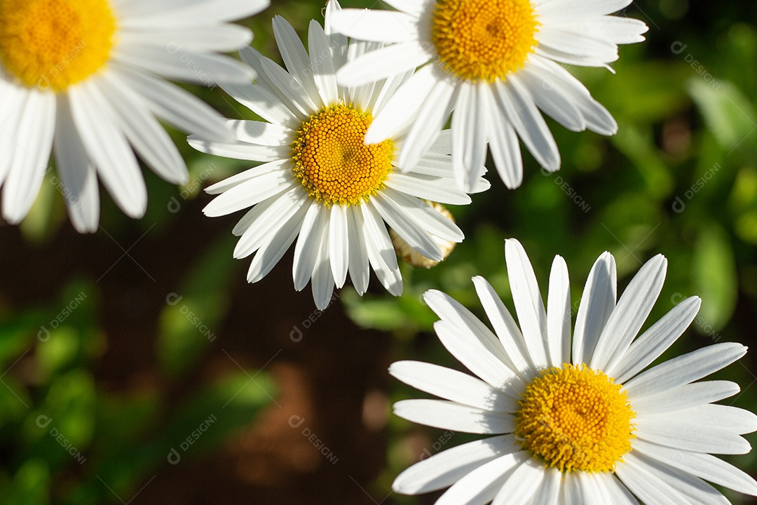 lindo fundo verde cheio de margaridas