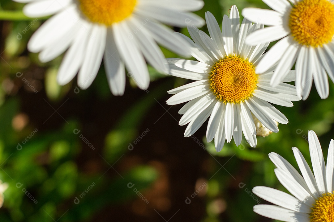 lindo fundo verde cheio de margaridas