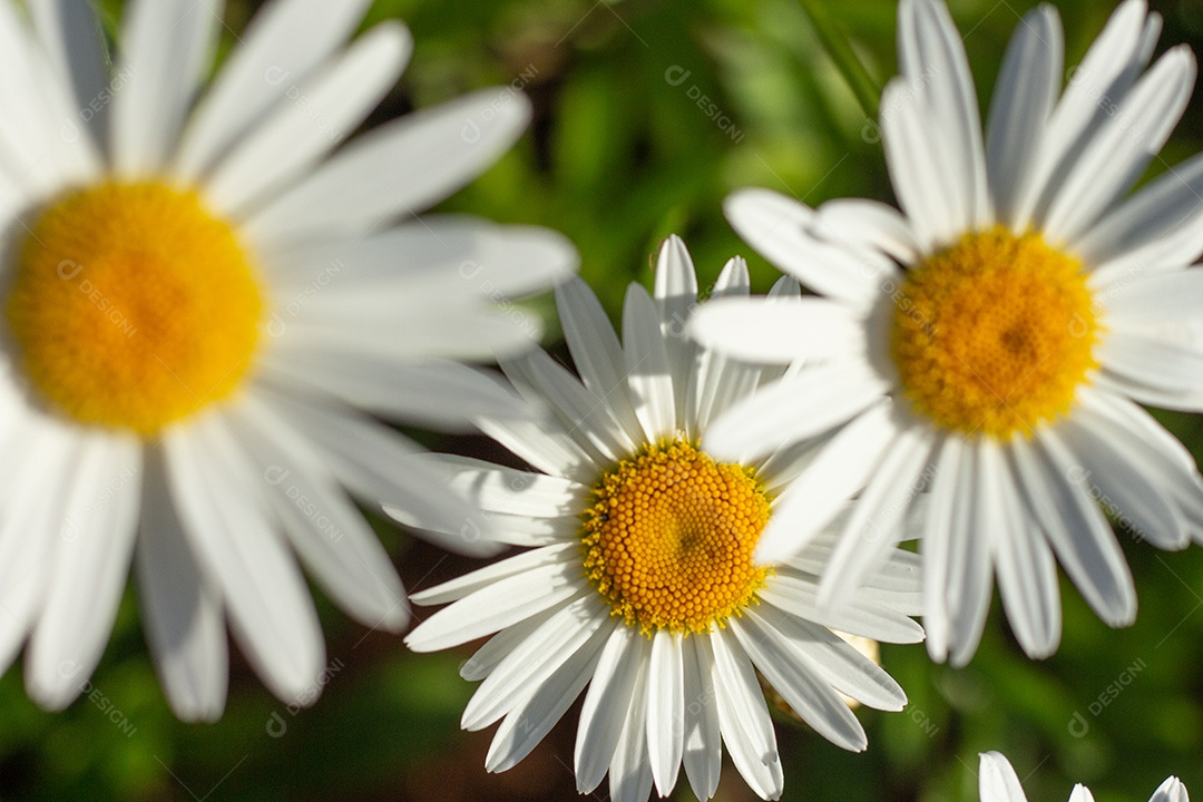 lindo fundo verde cheio de margaridas