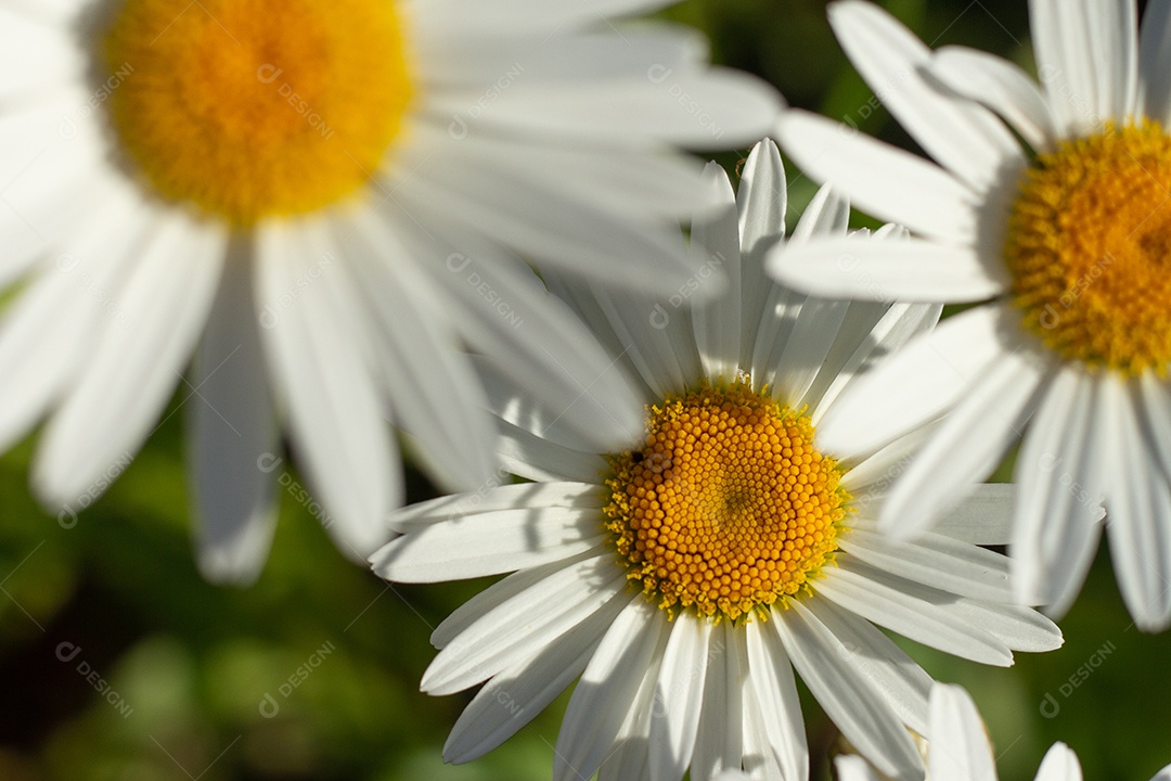 lindo fundo verde cheio de margaridas