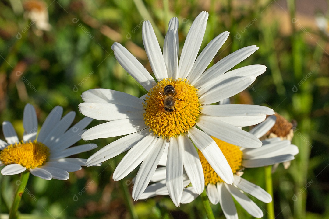 lindo fundo verde cheio de margaridas