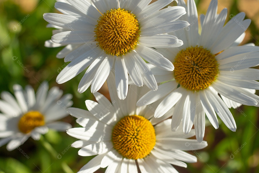 lindo fundo verde cheio de margaridas