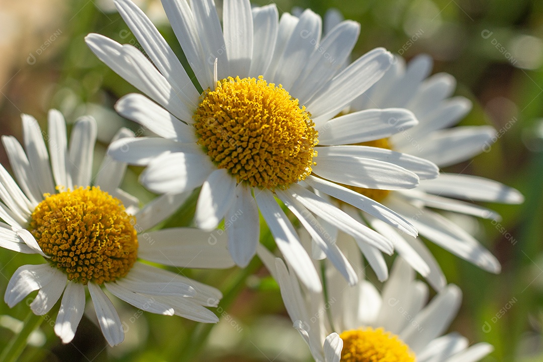 lindo fundo verde cheio de margaridas