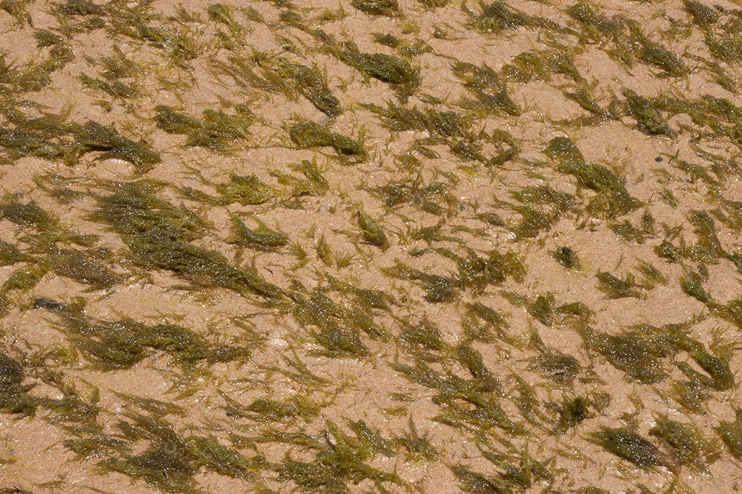 Textura marinha de coral em um dia ensolarado