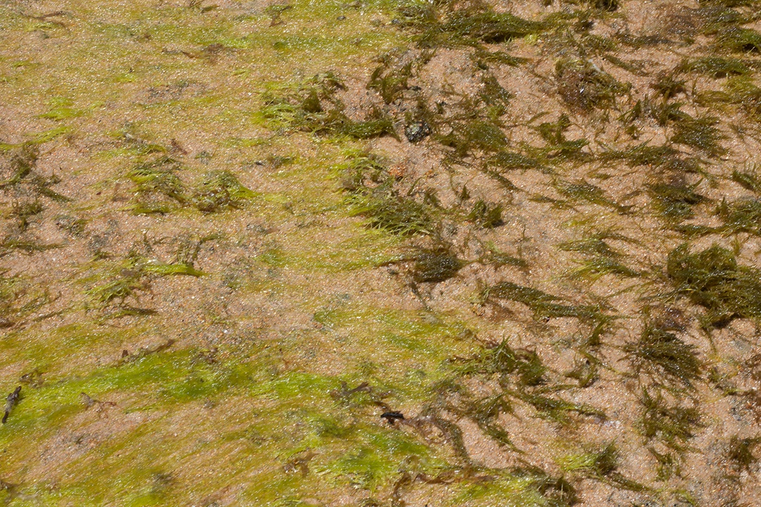 Coral marine texture on a sunny day