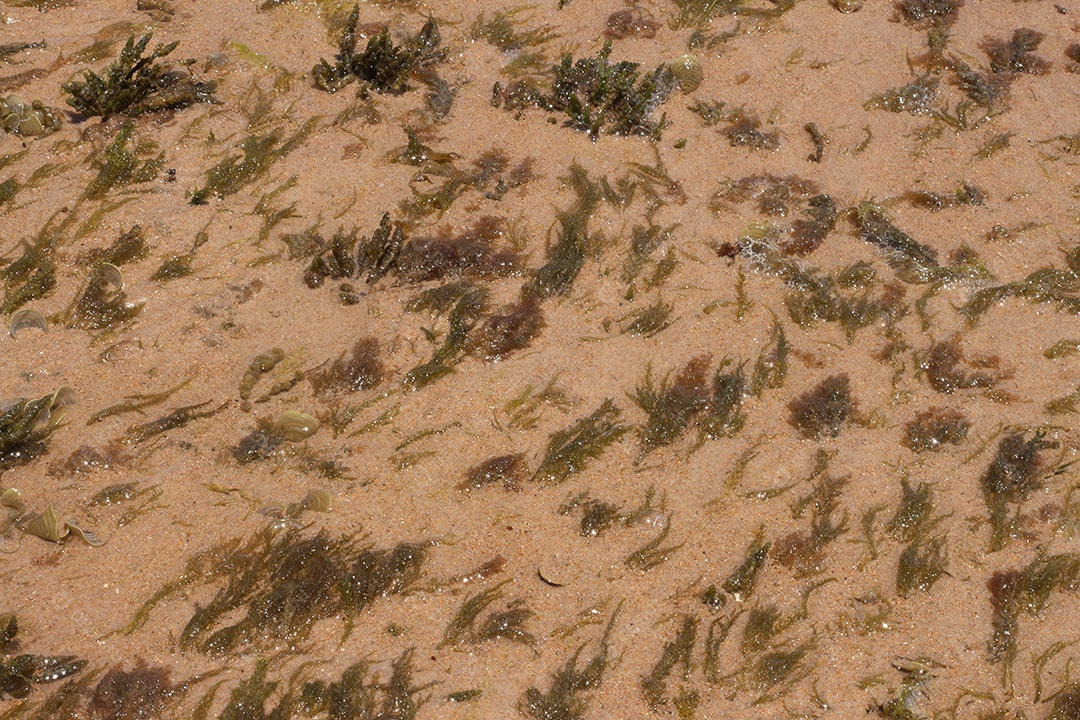 Textura marinha de coral em um dia ensolarado