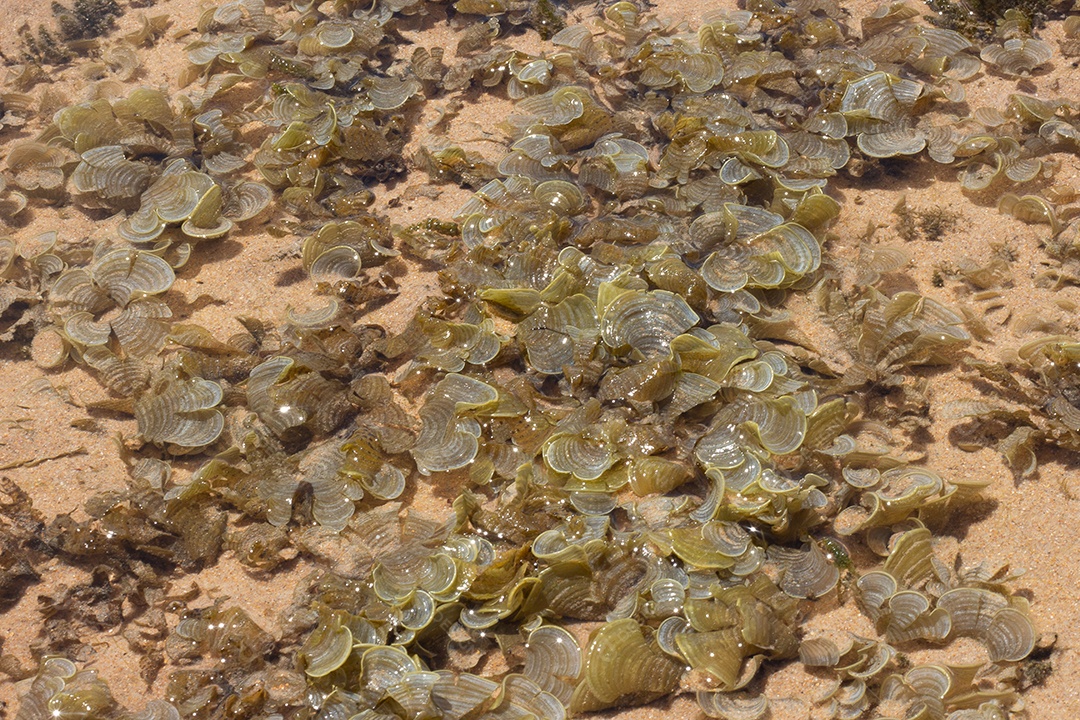 Textura marinha de coral em um dia ensolarado