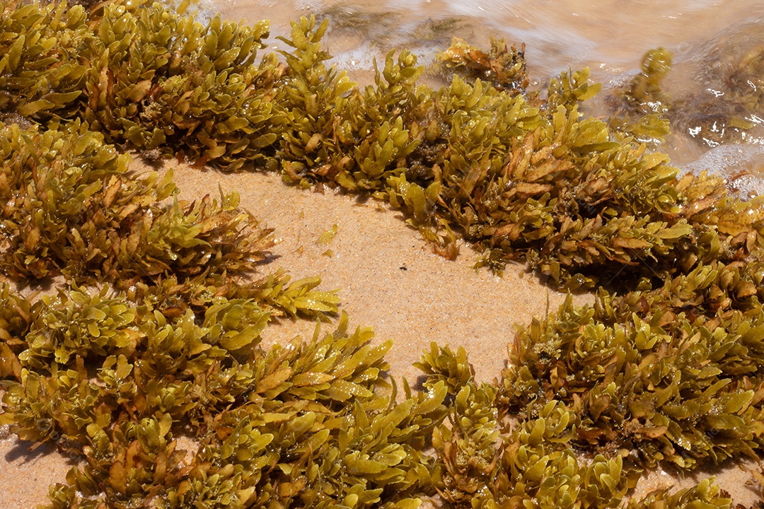 Textura marinha de coral em um dia ensolarado