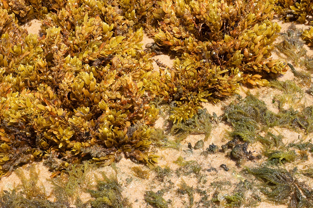 Textura marinha de coral em um dia ensolarado