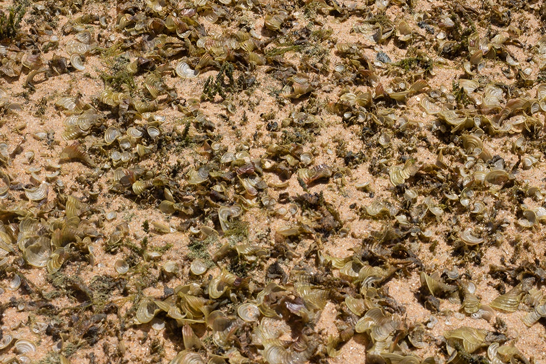 Textura marinha de coral em um dia ensolarado