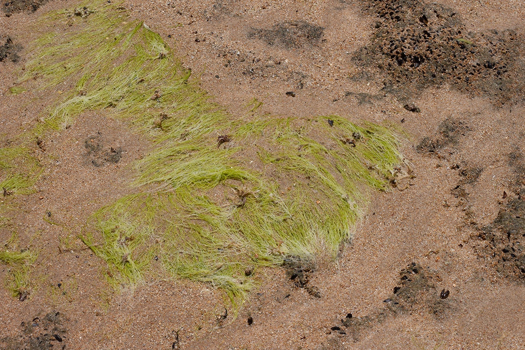 Coral marine texture on a sunny day