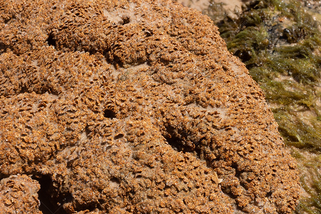 Textura marinha de coral em um dia ensolarado