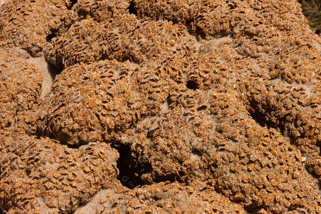 Textura marinha de coral em um dia ensolarado